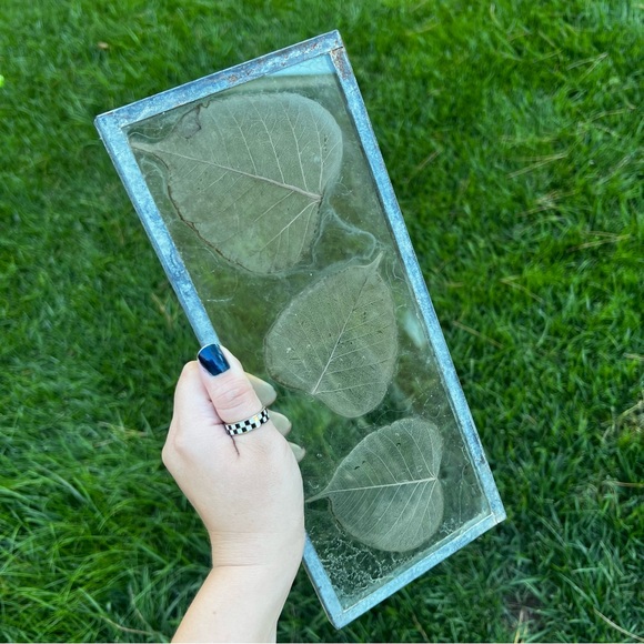 Dried Skeleton Leaves Pressed in Glass Framed Skeletonized Leaves Clear Glass - Picture 3 of 12